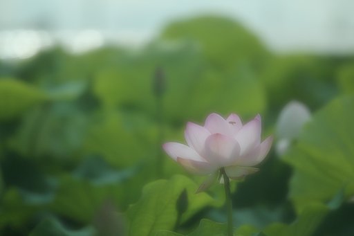 緩くて暑い朝