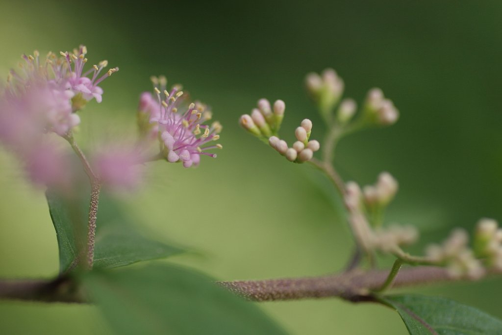コムラサキの花