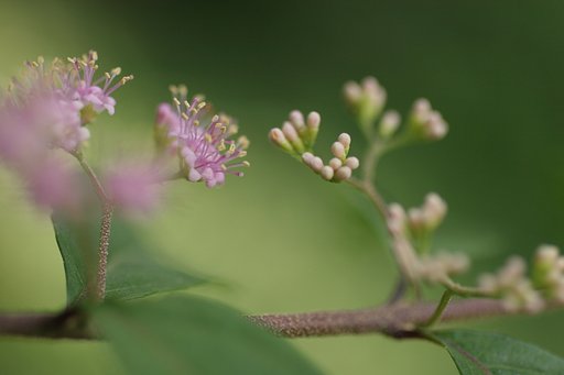 コムラサキの花