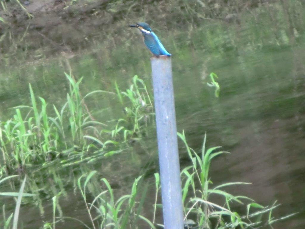 カワセミ