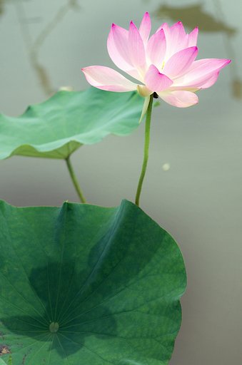 【影】蓮花