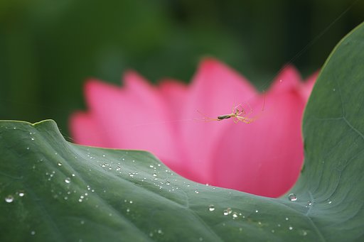 蜘蛛の背面綱渡り