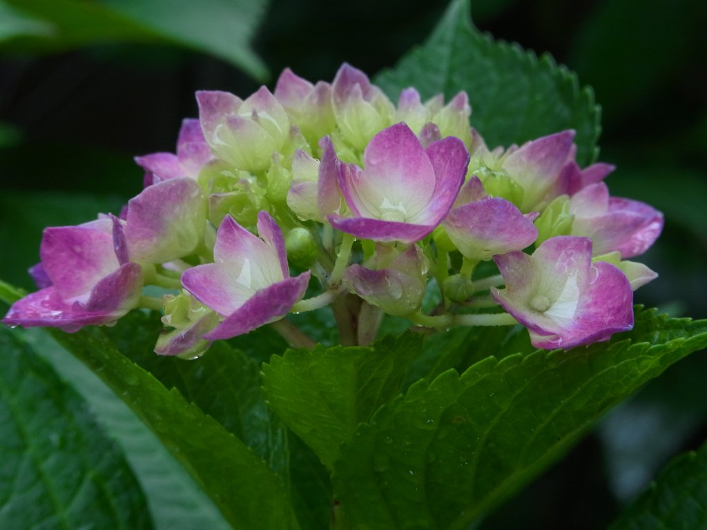 雨の中の紫陽花UP