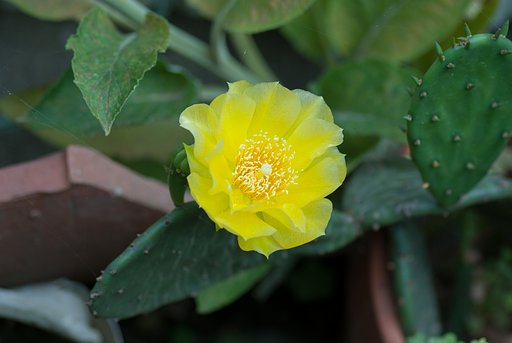 サボテンの花。