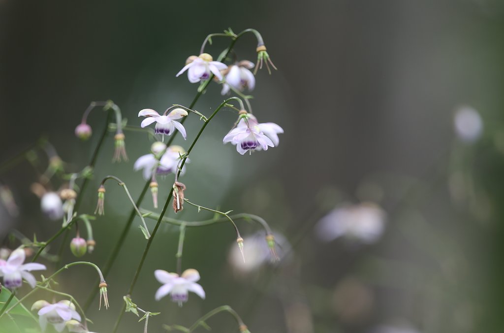 妖精の舞う森