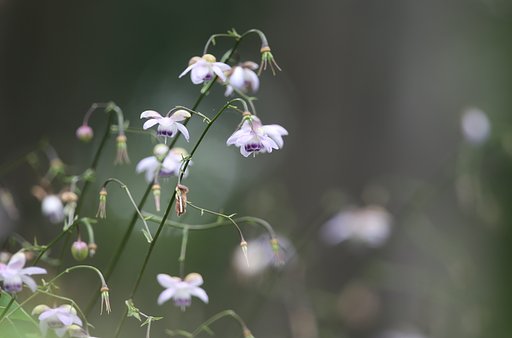 妖精の舞う森