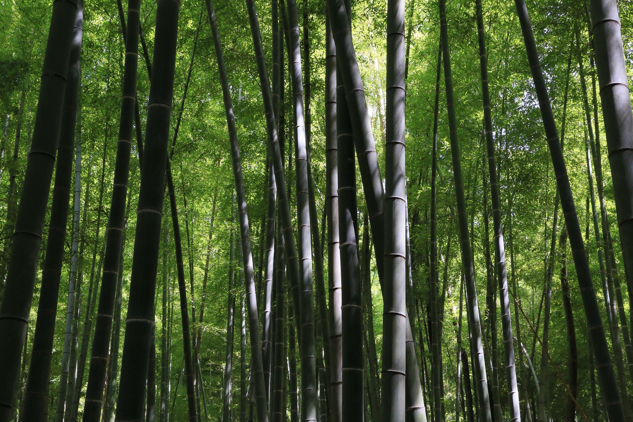 竹林に入る