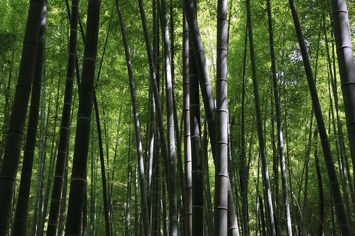 竹林に入る