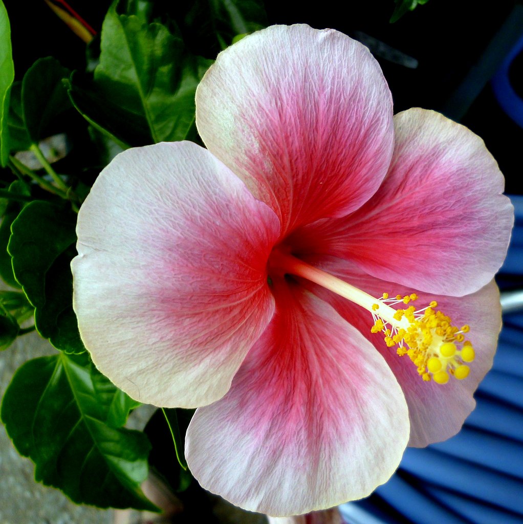 夏の花　Ⅱ・・ハイビスカスピンク
