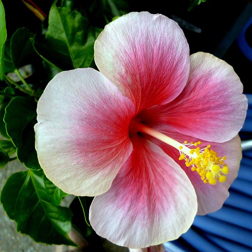 夏の花　Ⅱ・・ハイビスカスピンク