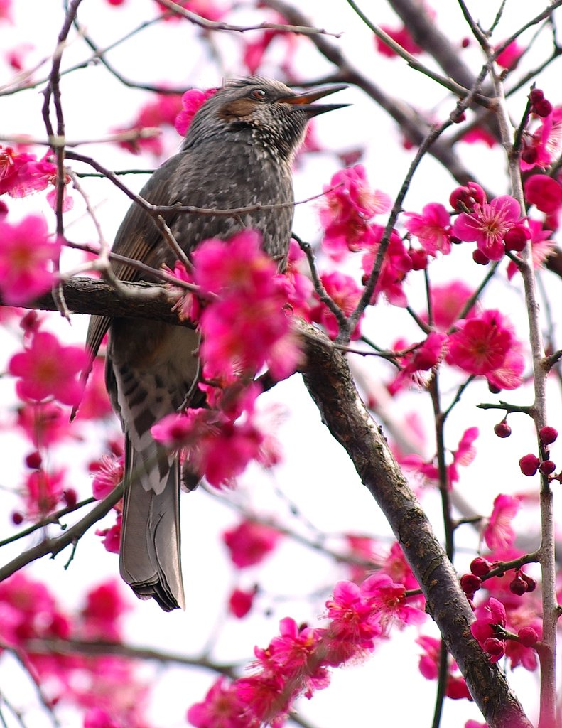 なばなの里