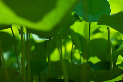 green　world