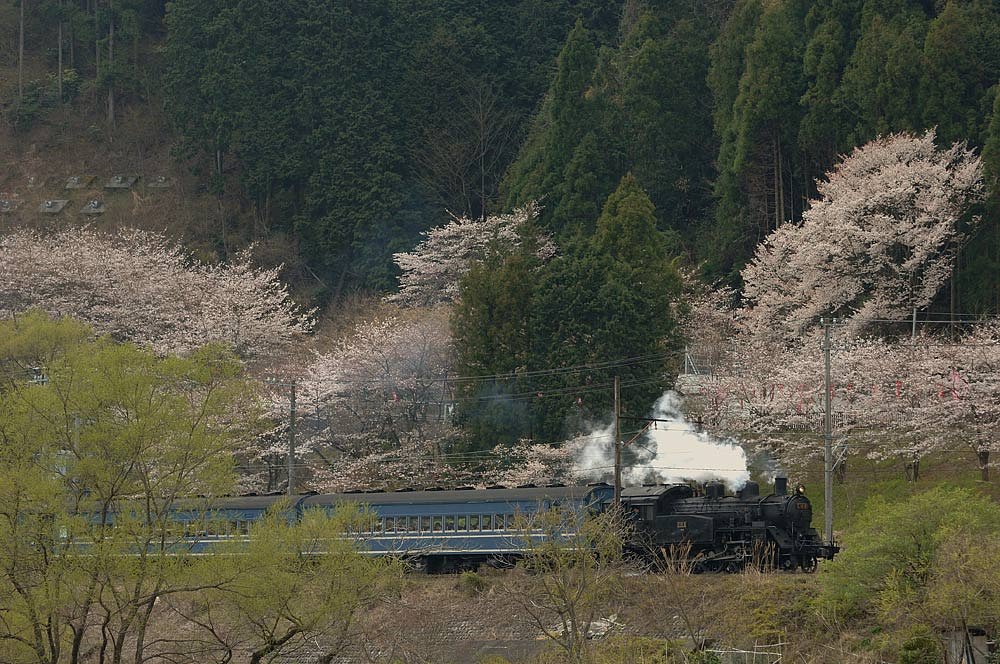 新緑と桜と