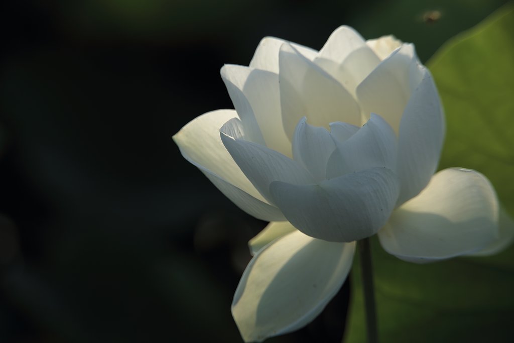 White Lotus