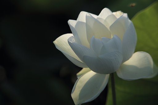 White Lotus