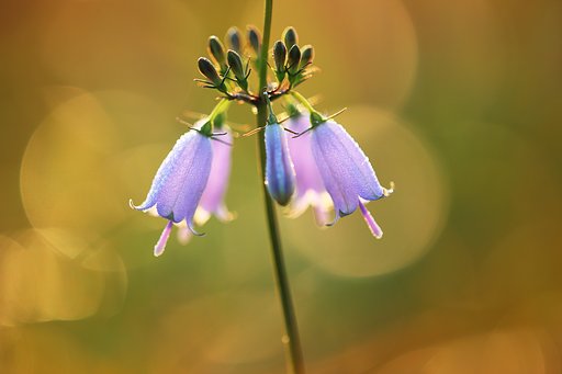 花のベル