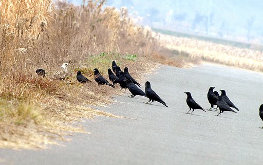 【ｊｊｊ】カラスと猛禽