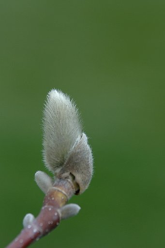 フェルトの蕾