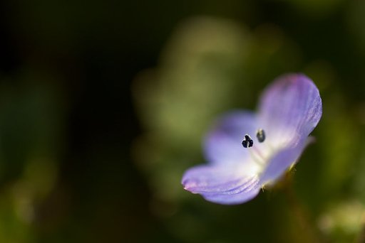 春の光・・・オオイヌノフグリ