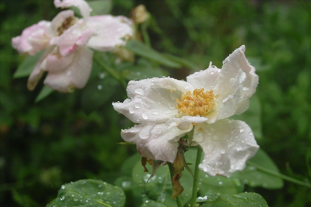 雨に打たれて
