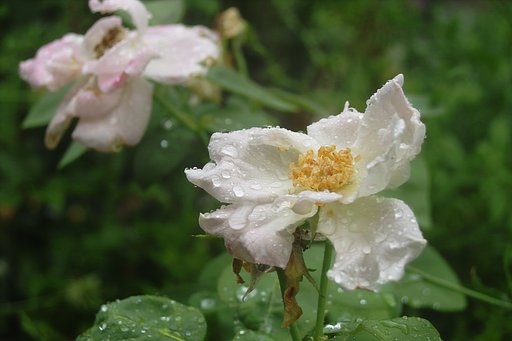 雨に打たれて