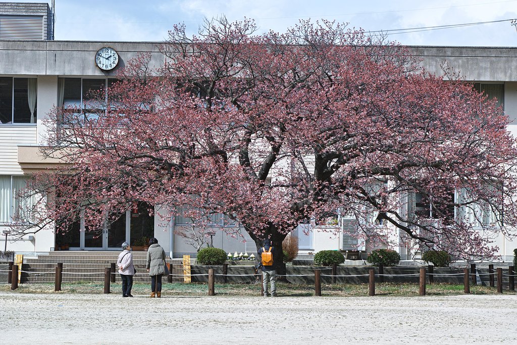 緋寒桜