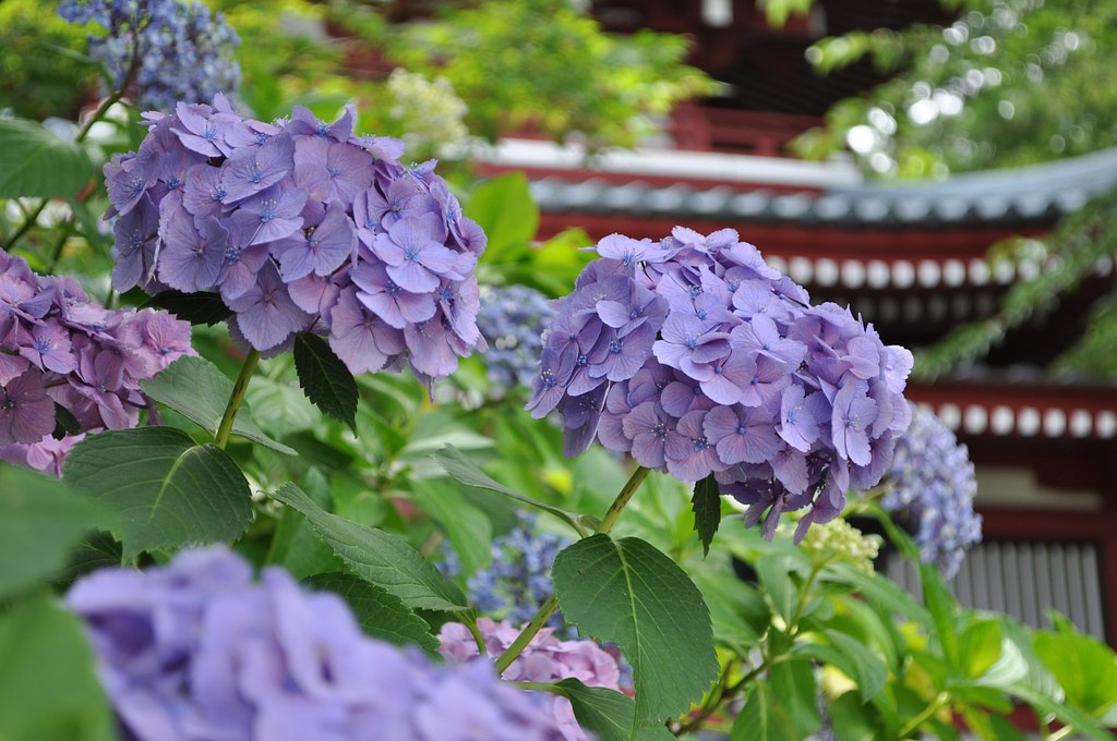 本土時の紫陽花