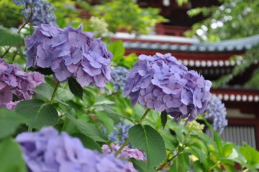 本土時の紫陽花