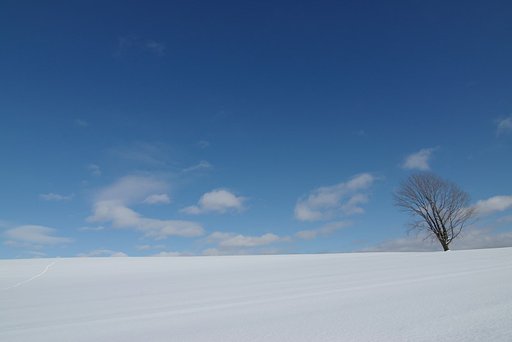 独りの樹，なに想う