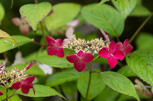 花の命は