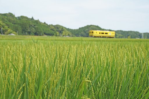 緑そよぐ里