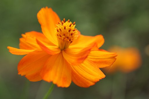 キバナコスモスで