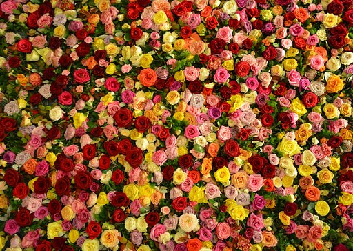薔薇