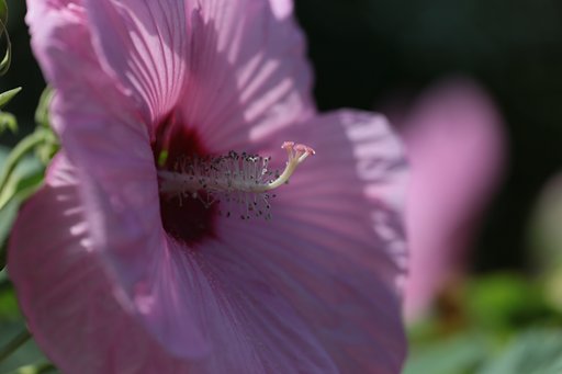太陽がくれた花