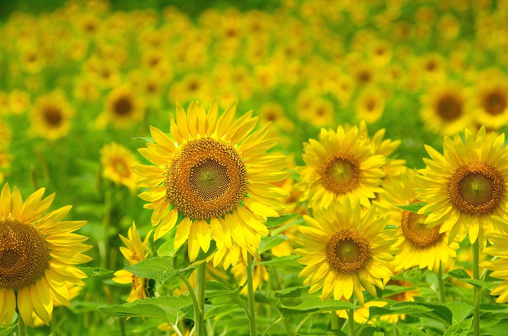 【夏】ひまわり