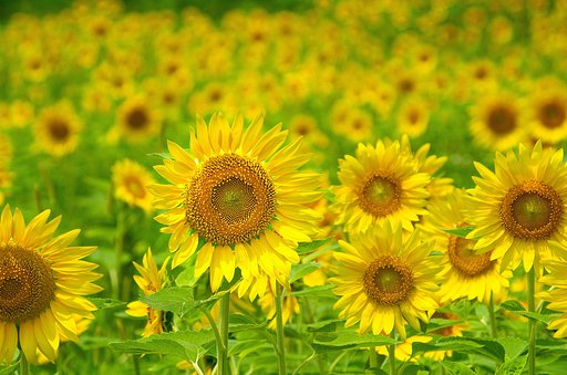 【夏】ひまわり