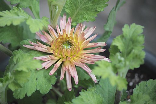 新春の大輪菊
