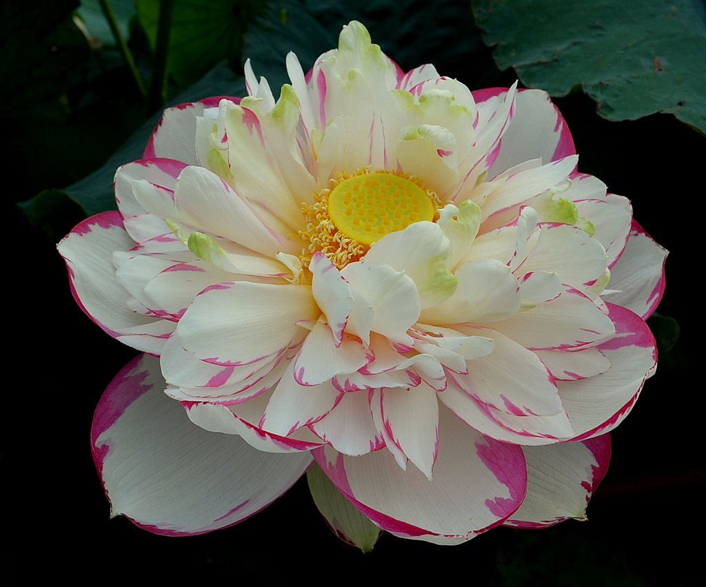 蓮の花