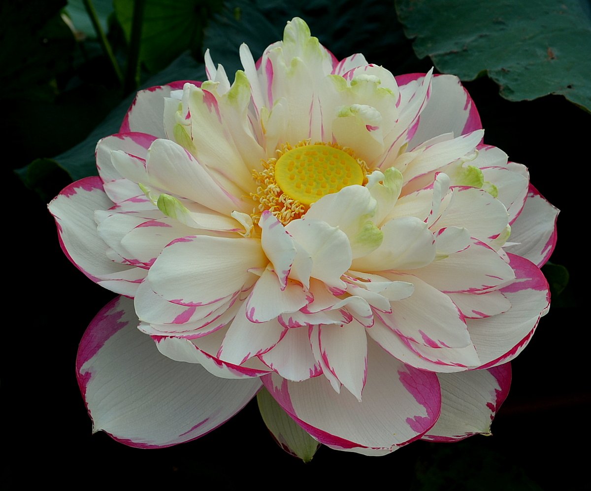 蓮の花