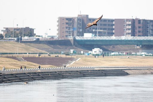 【春の予感】淀の鳥観
