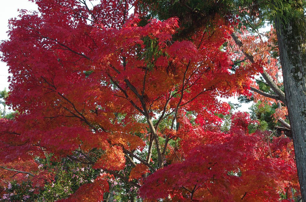 京都嵐山