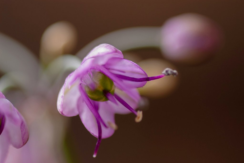 砂丘ラッキョウの花が咲きました。