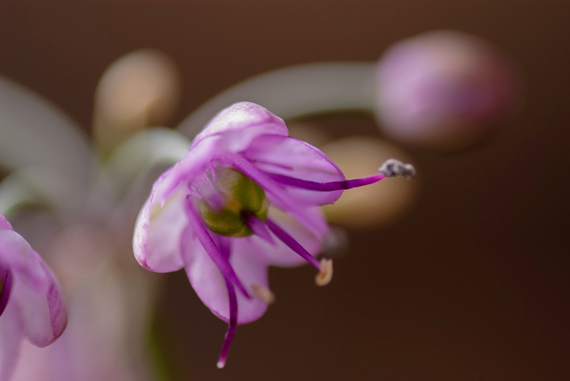 砂丘ラッキョウの花が咲きました。