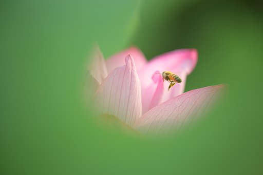秘密基地