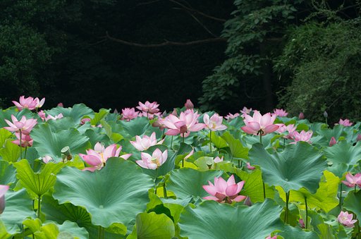 お盆