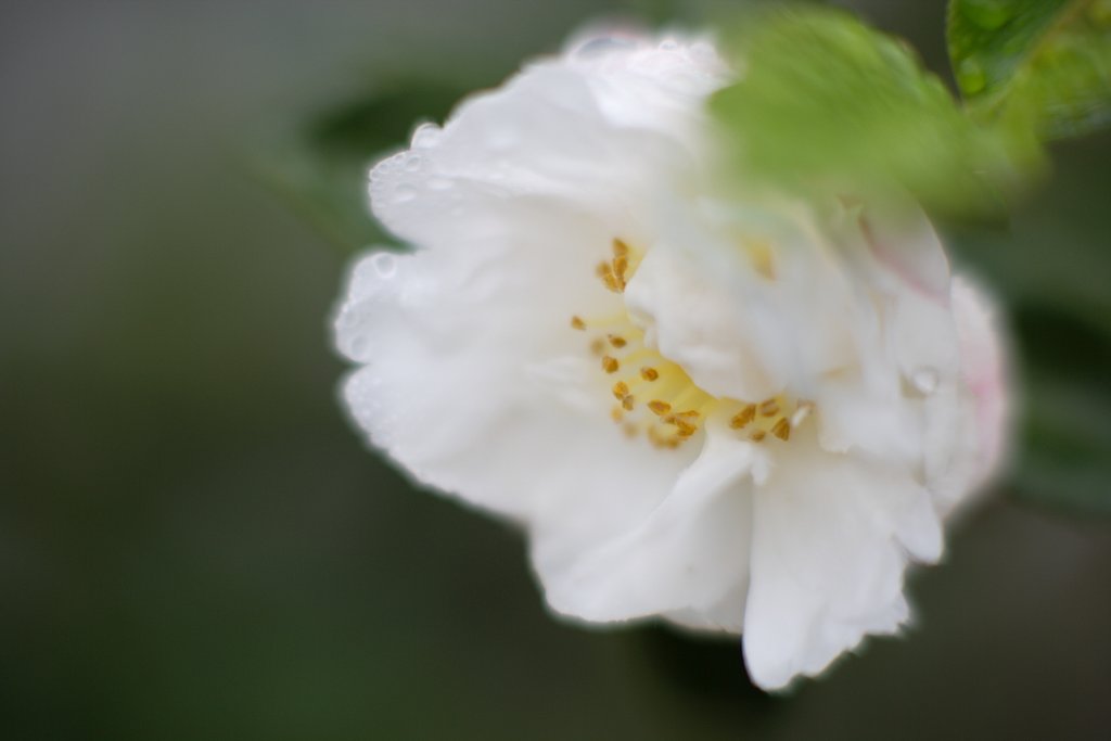 山茶花　其の肆