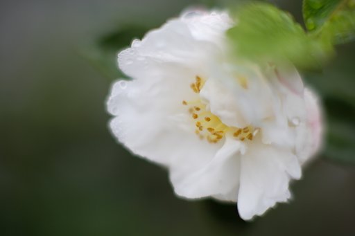 山茶花　其の肆