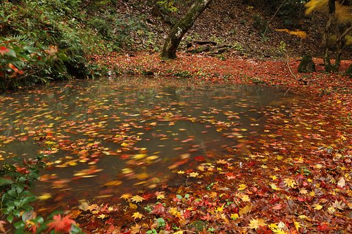 紅葉も終盤・・・