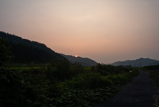 濃い靄の一日でした。