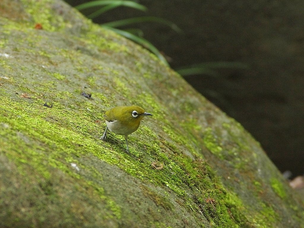 二つの緑(仁王立ち)